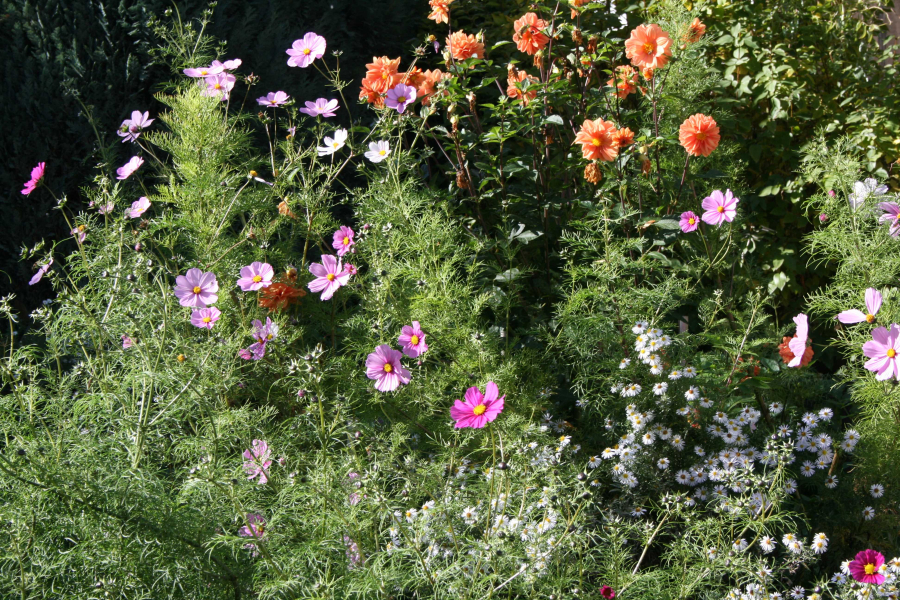 Kosmeen-Dahlien_c_Geschichtenhof_Web