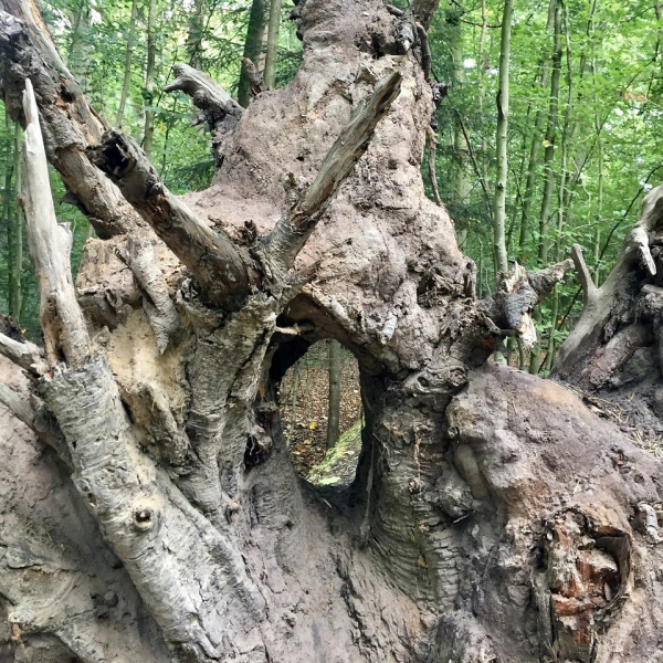 tree-4917361_1280_qudrat